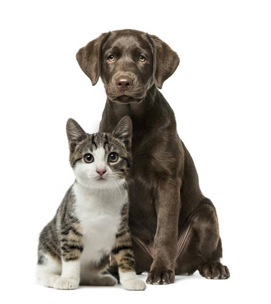 WELCOME TO FAMILY ANIMAL HOSPITAL